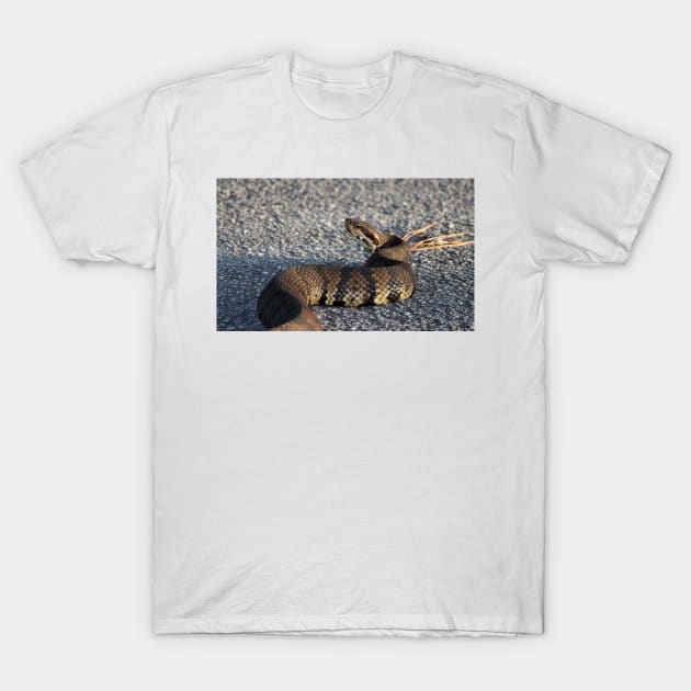 Cottonmouth Stare T-Shirt by Cynthia48